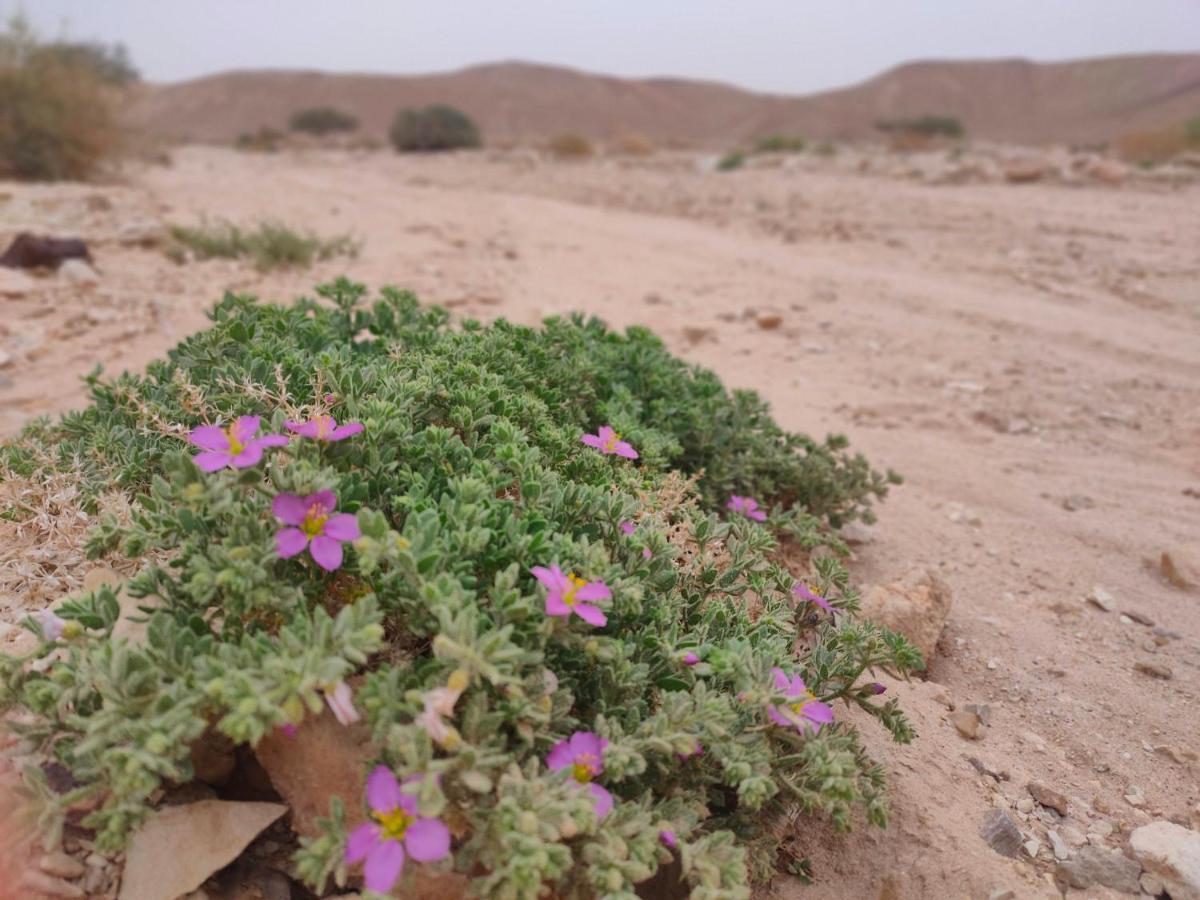 Desert Path Be'er Ora Luaran gambar